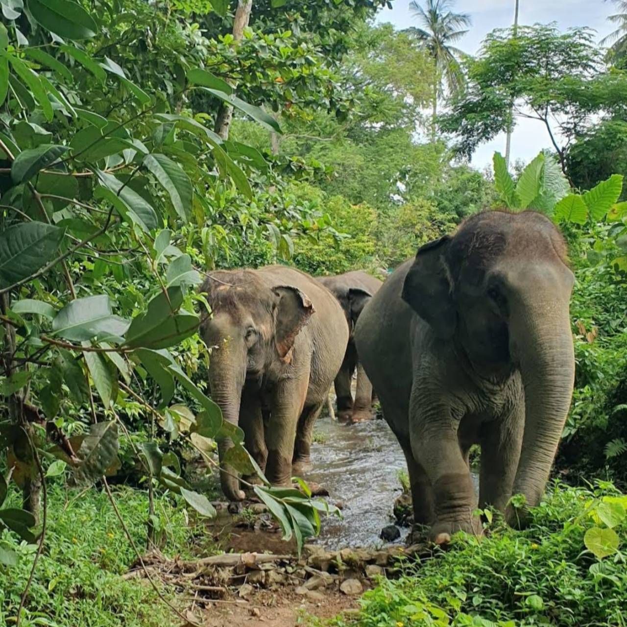 Enjoy with Elephant