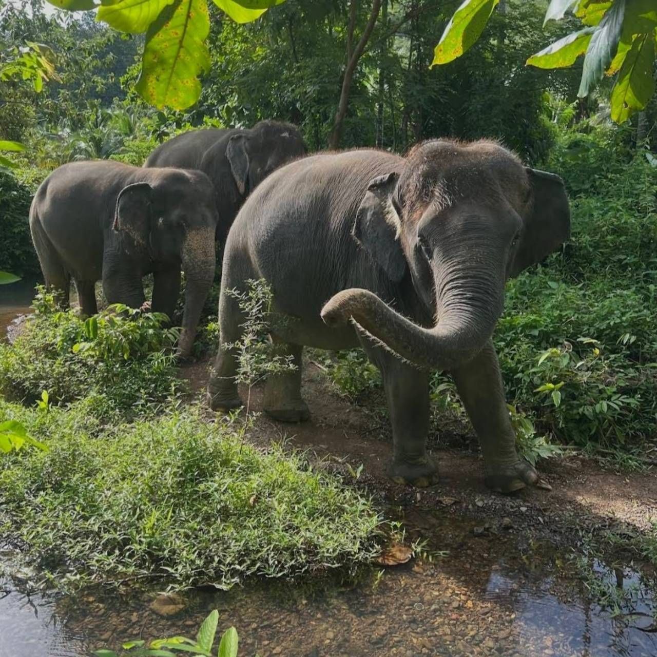 Enjoy with Elephant